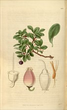 Botanical print or English natural history illustration by Joseph Swan 1796-1872, British Engraver.