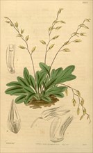 Botanical Print by Walter Hood Fitch 1817 â€ì 1892, W.H. Fitch was an botanical illustrator and