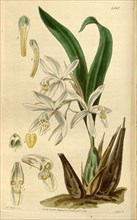 Botanical print by Augusta Innes  Withers (née Baker) (1793-1877),  an English natural history