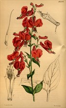 Botanical Print by Walter Hood Fitch 1817 â€ì 1892, W.H. Fitch was an botanical illustrator and