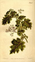 Botanical print by Sydenham Teast Edwards 1768 â€ì 1819, Sydenham Edwards was a natural history