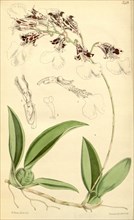 Botanical Print by Walter Hood Fitch 1817 â€ì 1892, W.H. Fitch was an botanical illustrator and