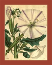 Botanical print by S.M. Curtis,  19th century artist. From the  Liszt Masterpieces of Botanical