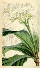 Botanical Print by Walter Hood  Fitch 1817 â€ì 1892, W.H. Fitch  was an botanical illustrator and