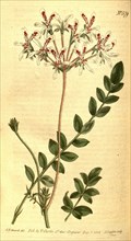 Botanical print by Sydenham Teast Edwards 1768 â€ì 1819,  Sydenham Edwards was a natural  history
