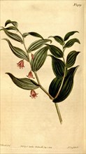 Botanical print by Sydenham  Teast Edwards 1768 â€ì 1819,  Sydenham Edwards was a natural  history
