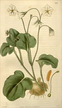 Botanical print by Sir William  Jackson Hooker, FRS, 1785 â€ì  1865, English botanical  illustrator