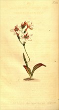 Botanical print by F Sansom, c.1797 - 1810, British botanical illustrator, English natural history