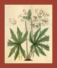 Botanical print or English natural history illustration by Joseph Swan 1796-1872, British Engraver.