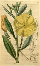 Botanical print or English natural history illustration by Joseph Swan 1796-1872, British Engraver.