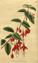 Botanical print or English natural history illustration by Joseph Swan 1796-1872, British Engraver.