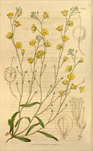 Botanical print or English natural history illustration by Joseph Swan 1796-1872, British Engraver.