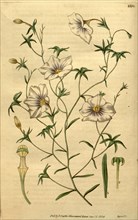 Botanical print or English natural history illustration by Joseph Swan 1796-1872, British Engraver.