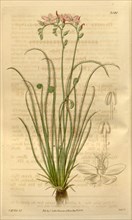 Botanical print or English natural history illustration by Joseph Swan 1796-1872, British Engraver.