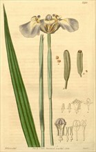 Botanical print or English natural history illustration by Herbert and Joseph Swan 1796-1872,