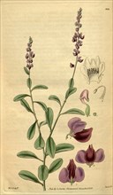 Botanical print by Sir William Jackson Hooker, FRS, 1785 â€ì 1865, English botanical illustrator.