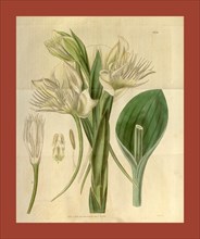 Botanical print or English natural history illustration by Joseph Swan 1796-1872, British Engraver.