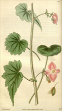 Botanical print, 1830,  or English natural history illustration by Grevill and  Joseph Swan