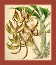 19th century botanical colour print. Botanical illustration. Form, colour, and details of the plant