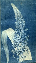 19th century botanical colour print. Botanical illustration. Form, colour, and details of the plant