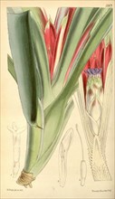 Botanical Print by Walter Hood Fitch 1817 â€ì 1892, W.H. Fitch was an botanical illustrator and