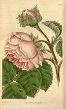 Botanical print by Mis Adams, British botanical illustrator, English natural history illustrator.