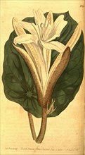 Botanical print by Sydenham Teast Edwards 1768 â€ì 1819, Sydenham Edwards was a natural history