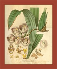 Botanical print or English natural history illustration by Joseph Swan 1796-1872, British Engraver.