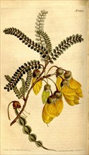 Botanical print by F Sansom, c.1797 - 1810, British botanical illustrator, English natural history