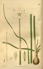 Botanical print by William Herbert, 1778 â€ì 1847 was a British botanist, botanical illustrator,