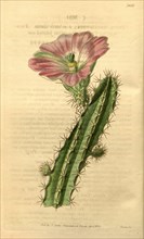 Botanical print or English  natural history illustration by  Joseph Swan 1796-1872, British