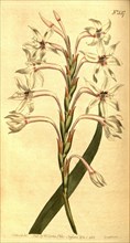 Botanical print by Sydenham  Teast Edwards 1768 â€ì 1819,  Sydenham Edwards was a natural  history