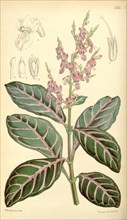 Botanical Print by Walter Hood  Fitch 1817 â€ì 1892, W.H. Fitch  was an botanical illustrator and