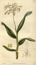 Botanical print by Sir William Jackson Hooker, FRS, 1785 â€ì 1865, English botanical illustrator.