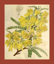 Botanical Print by Walter Hood Fitch 1817 â€ì 1892, W.H. Fitch was an botanical illustrator and