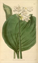 Botanical print by Sir William Jackson Hooker, FRS, 1785 â€ì 1865, English botanical illustrator.