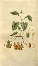 Botanical print by Sir William Jackson Hooker, FRS, 1785 â€ì 1865, English botanical illustrator.