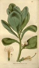 Botanical print by Sir William Jackson Hooker, FRS, 1785 â€ì 1865, English botanical illustrator.