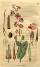 Botanical print by Sir William Jackson Hooker, FRS, 1785 â€ì 1865, English botanical illustrator.