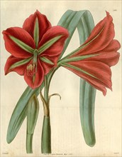 Botanical print by Sir William Jackson Hooker, FRS, 1785 â€ì 1865, English botanical illustrator.