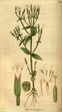 Botanical print by Sir William Jackson Hooker, FRS, 1785 â€ì 1865, English botanical illustrator.