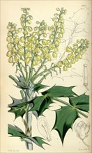 Botanical Print by Walter Hood Fitch 1817 â€ì 1892, botanical illustrator and artist, born in