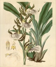 Botanical print by Sir William Jackson Hooker, FRS, 1785 â€ì 1865, English botanical illustrator.