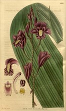 Botanical print by Sir William Jackson Hooker, FRS, 1785 â€ì 1865, English botanical illustrator.