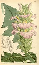 Botanical Print by Walter Hood Fitch 1817 â€ì 1892, botanical illustrator and artist, born in