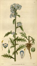 Botanical print by Sir William Jackson Hooker, FRS, 1785 â€ì 1865, English botanical illustrator.