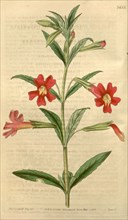 Botanical print by Thomas Nuttall, 1786 â€ì 1859, an English botanist and zoologist who lived and