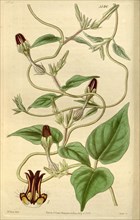 Botanical Print by Walter Hood Fitch 1817 â€ì 1892, botanical illustrator and artist, born in