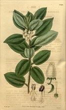 Botanical print by Sir William Jackson Hooker, FRS, 1785 â€ì 1865, English botanical illustrator.