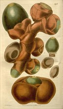 Botanical print by Sir William Jackson Hooker, FRS, 1785 â€ì 1865, English botanical illustrator.